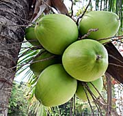 'Coconuts' by Asienreisender